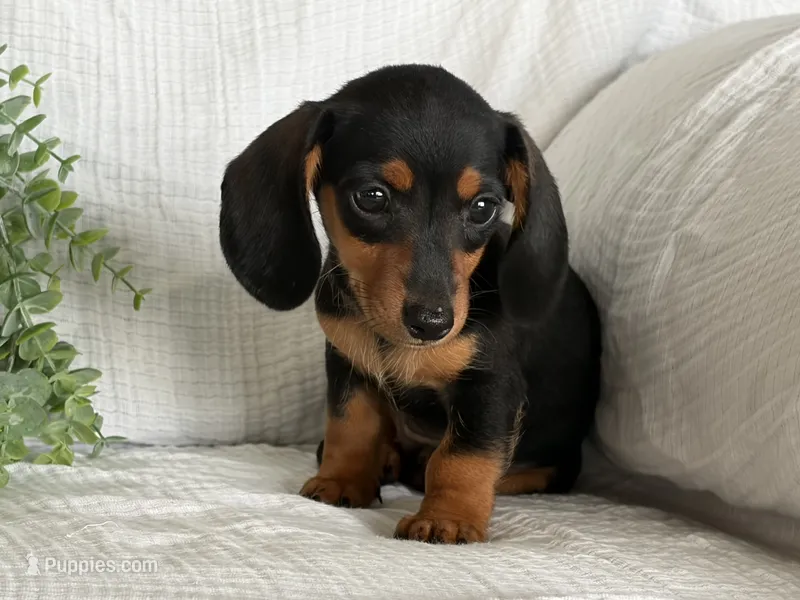 Bella – Miniature Dachshund puppy for sale in East Dublin, GA