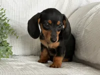 Bella, a female Miniature Dachshund for sale in East Dublin, GA – 1 of 8