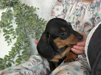 Drover, a male Miniature Dachshund for sale in East Dublin, GA – 3 of 10
