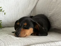 Bella, a female Miniature Dachshund for sale in East Dublin, GA – 7 of 8