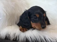 Penny (purple collar), a female Miniature Dachshund for sale in East Dublin, GA – Photo 8 of 9