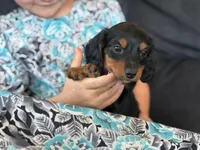 Penny (purple collar), a female Miniature Dachshund for sale in East Dublin, GA – Photo 7 of 9