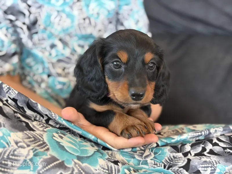 Penny (purple collar) – Miniature Dachshund puppy for sale in East Dublin, GA