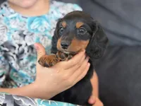 Penny (purple collar), a female Miniature Dachshund for sale in East Dublin, GA – Photo 5 of 9