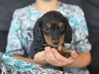 Penny (purple collar), a female Miniature Dachshund for sale in East Dublin, GA – Photo 6 of 9