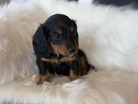 Penny (purple collar), a female Miniature Dachshund for sale in East Dublin, GA – Photo 4 of 9