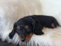 Penny (purple collar), a female Miniature Dachshund for sale in East Dublin, GA – Photo 3 of 9