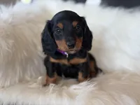 Penny (purple collar), a female Miniature Dachshund for sale in East Dublin, GA – Photo 2 of 9