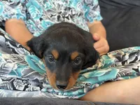 Penny (purple collar), a female Miniature Dachshund for sale in East Dublin, GA – Photo 9 of 9
