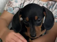 Drover, a male Miniature Dachshund for sale in East Dublin, GA – 9 of 10