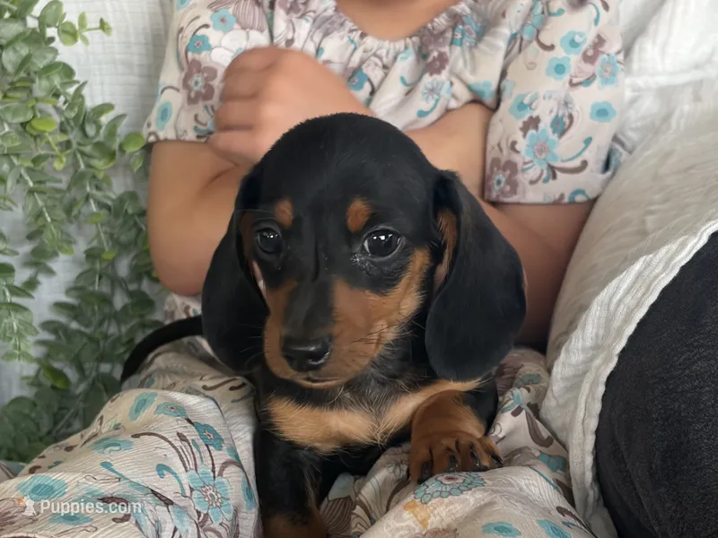 Drover – Miniature Dachshund puppy for sale in East Dublin, GA