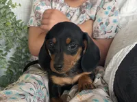 Drover, a male Miniature Dachshund for sale in East Dublin, GA – 1 of 10