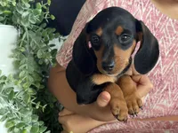 Paisley, a female Miniature Dachshund for sale in East Dublin, GA – 2 of 6