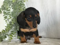 Drover, a male Miniature Dachshund for sale in East Dublin, GA – 5 of 10