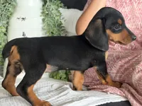 Paisley, a female Miniature Dachshund for sale in East Dublin, GA – 6 of 6