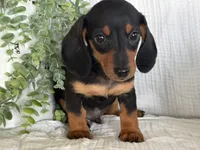 Drover, a male Miniature Dachshund for sale in East Dublin, GA – 8 of 10