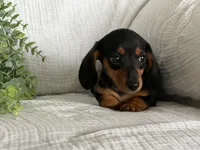 Bella, a female Miniature Dachshund for sale in East Dublin, GA – 4 of 8