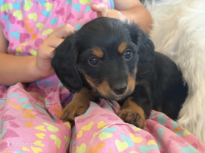 Paisley (pink collar) – Miniature Dachshund puppy for sale in East Dublin, GA