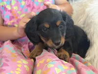 Paisley (pink collar), a female Miniature Dachshund for sale in East Dublin, GA – Photo 1 of 6