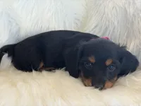 Paisley (pink collar), a female Miniature Dachshund for sale in East Dublin, GA – Photo 2 of 6