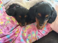 Paisley (pink collar), a female Miniature Dachshund for sale in East Dublin, GA – Photo 6 of 6