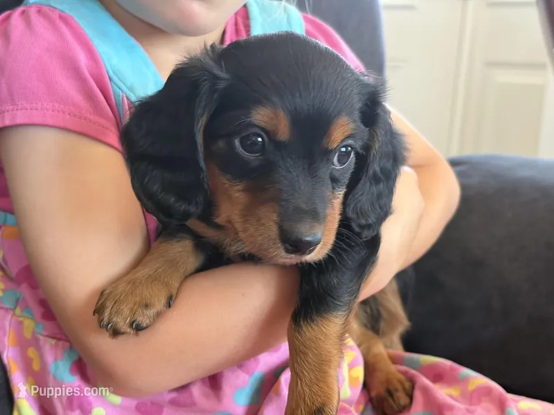 Paisley (pink collar) – Miniature Dachshund puppy for sale in East Dublin, GA