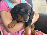 Paisley (pink collar), a female Miniature Dachshund for sale in East Dublin, GA – Photo 4 of 6