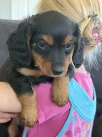 Paisley (pink collar), a female Miniature Dachshund for sale in East Dublin, GA – Photo 5 of 6