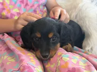 Paisley (pink collar), a female Miniature Dachshund for sale in East Dublin, GA – Photo 3 of 6