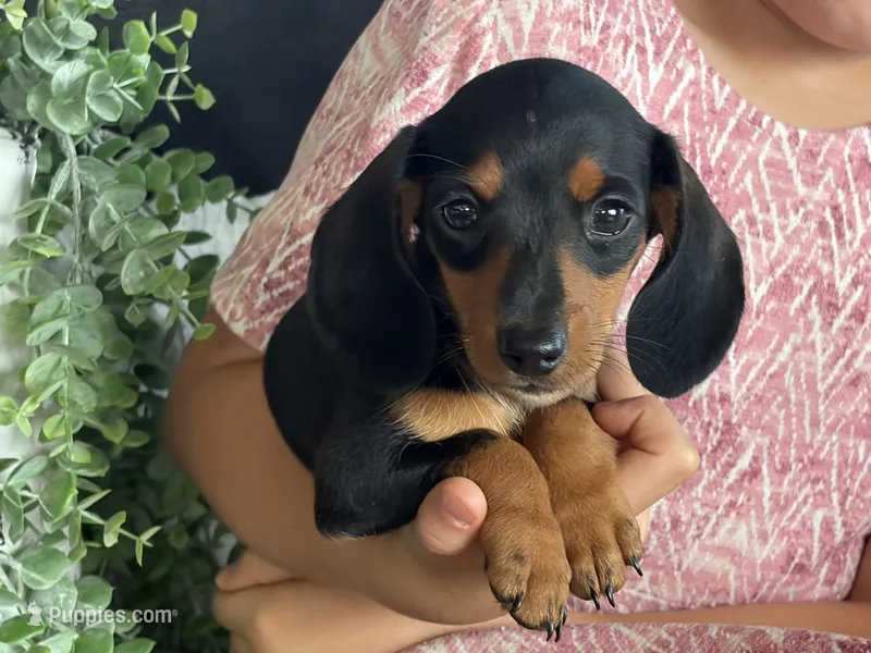 Paisley – Miniature Dachshund puppy for sale in East Dublin, GA