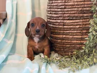 Chloe, a female Miniature Dachshund for sale in East Dublin, GA – Photo 7 of 8