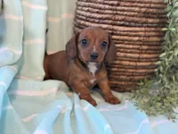 Chloe, a female Miniature Dachshund for sale in East Dublin, GA – Photo 1 of 8