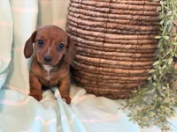 Chloe, a female Miniature Dachshund for sale in East Dublin, GA – Photo 4 of 8