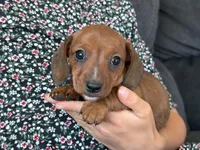 Chloe, a female Miniature Dachshund for sale in East Dublin, GA – Photo 5 of 8