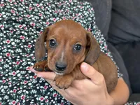 Chloe, a female Miniature Dachshund for sale in East Dublin, GA – Photo 6 of 8