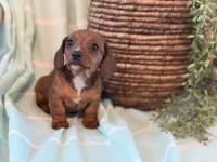Chloe, a female Miniature Dachshund for sale in East Dublin, GA – Photo 2 of 8