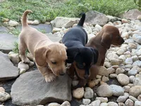 Chloe, a female Miniature Dachshund for sale in East Dublin, GA – Photo 8 of 8