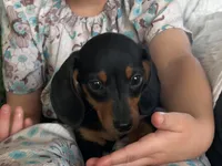 Drover, a male Miniature Dachshund for sale in East Dublin, GA – 2 of 10