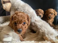 Dixie, a female Poodle - Toy  for sale in Trinidad, CO – Photo 1 of 6