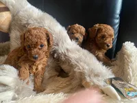 Dixie, a female Poodle - Toy  for sale in Trinidad, CO – Photo 2 of 6