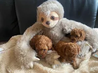 Dixie, a female Poodle - Toy  for sale in Trinidad, CO – Photo 5 of 6