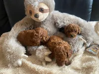 Dixie, a female Poodle - Toy  for sale in Trinidad, CO – Photo 6 of 6