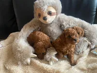 Dixie, a female Poodle - Toy  for sale in Trinidad, CO – Photo 4 of 6