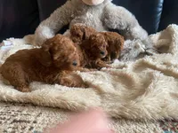 Dixie, a female Poodle - Toy  for sale in Trinidad, CO – Photo 3 of 6