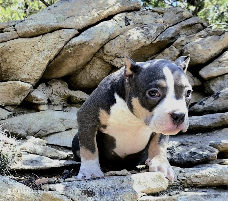 Sasha, a female American Bully for sale in Trinidad, CO – 1 of 2