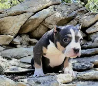 Sasha, a female American Bully for sale in Trinidad, CO – 1 of 2