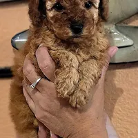 Toby, a male Poodle - Toy  for sale in Trinidad, CO – Photo 3 of 4