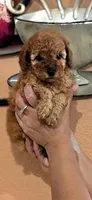 Toby, a male Poodle - Toy  for sale in Trinidad, CO – Photo 3 of 4