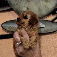Toby, a male Poodle - Toy  for sale in Trinidad, CO – Photo 2 of 4