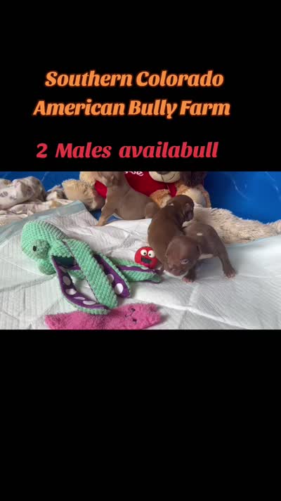 Sasha, a female American Bully for sale in Trinidad, CO – 2 of 2